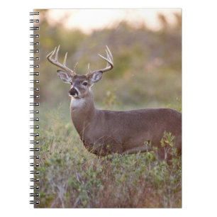 vitsvanshjort (Odocoileus virginianus) hane 2 Anteckningsbok Med Spiral