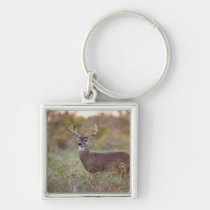 vitsvanshjort (Odocoileus virginianus) hane 2 Fyrkantig Silverfärgad Nyckelring