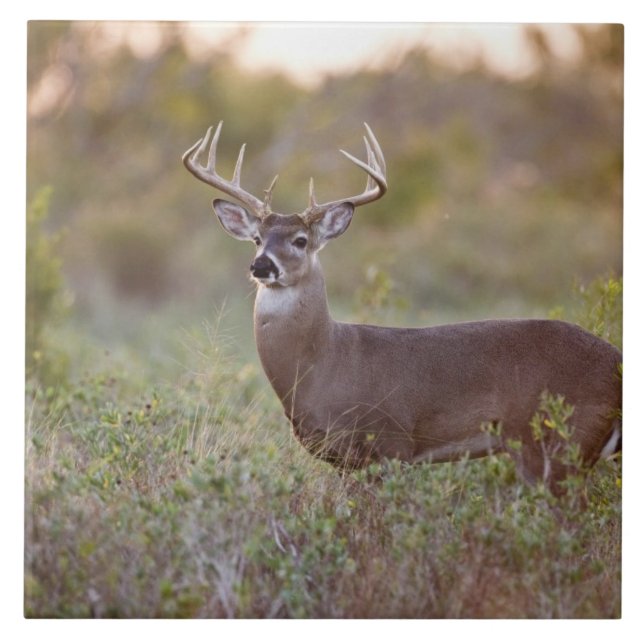 vitsvanshjort (Odocoileus virginianus) hane 2 Kakelplatta (Framsidan)
