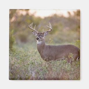 vitsvanshjort (Odocoileus virginianus) hane 2 Magnet