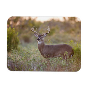 vitsvanshjort (Odocoileus virginianus) hane 2 Magnet