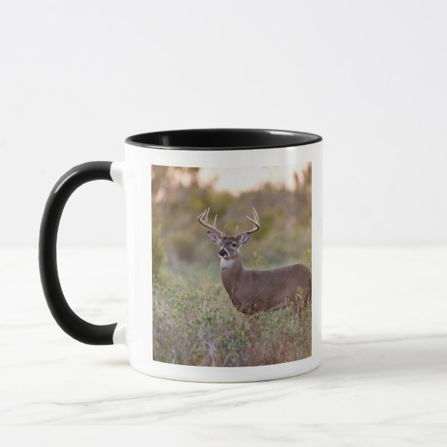 vitsvanshjort (Odocoileus virginianus) hane 2 Mugg (Vänster)