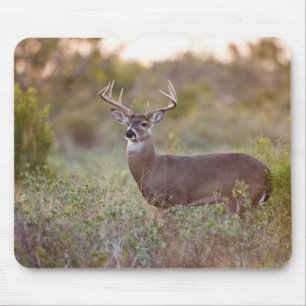 vitsvanshjort (Odocoileus virginianus) hane 2 Musmatta