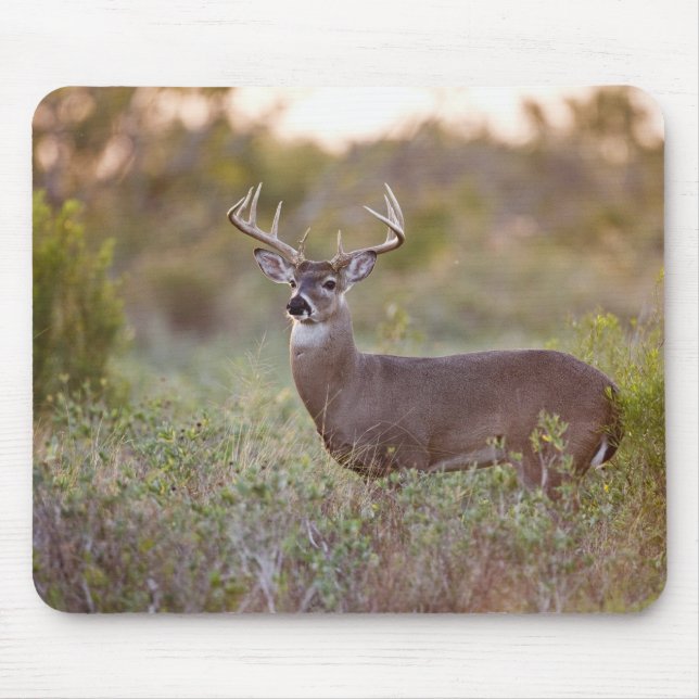 vitsvanshjort (Odocoileus virginianus) hane 2 Musmatta (Framsidan)