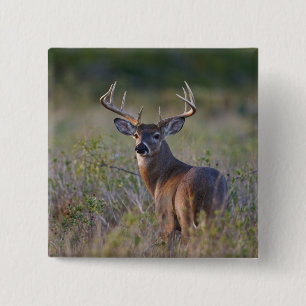 vitsvanshjort Odocoileus virginianus Knapp