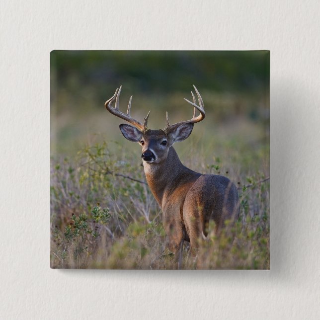 vitsvanshjort Odocoileus virginianus Knapp (Framsida)