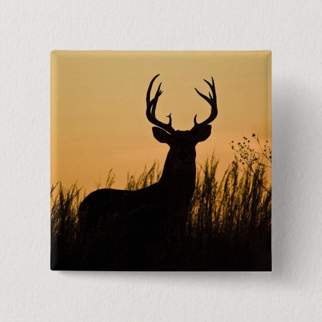 vitsvanshjort Odocoileus virginianus) Knapp (Framsida)
