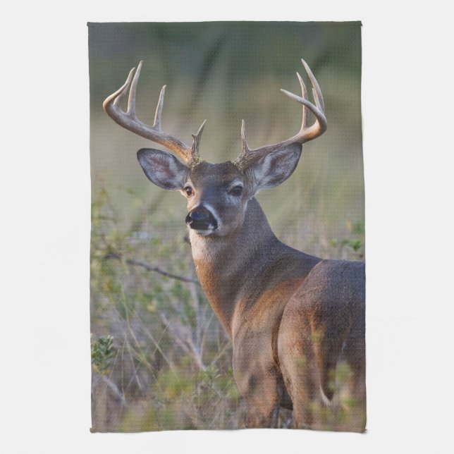 vitsvanshjort Odocoileus virginianus Kökshandduk (Vertikal)