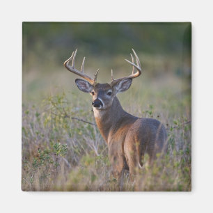 vitsvanshjort Odocoileus virginianus Magnet