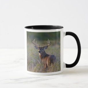 vitsvanshjort Odocoileus virginianus Mugg