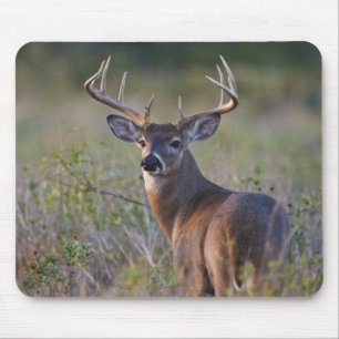 vitsvanshjort Odocoileus virginianus Musmatta