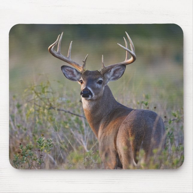 vitsvanshjort Odocoileus virginianus Musmatta (Framsidan)