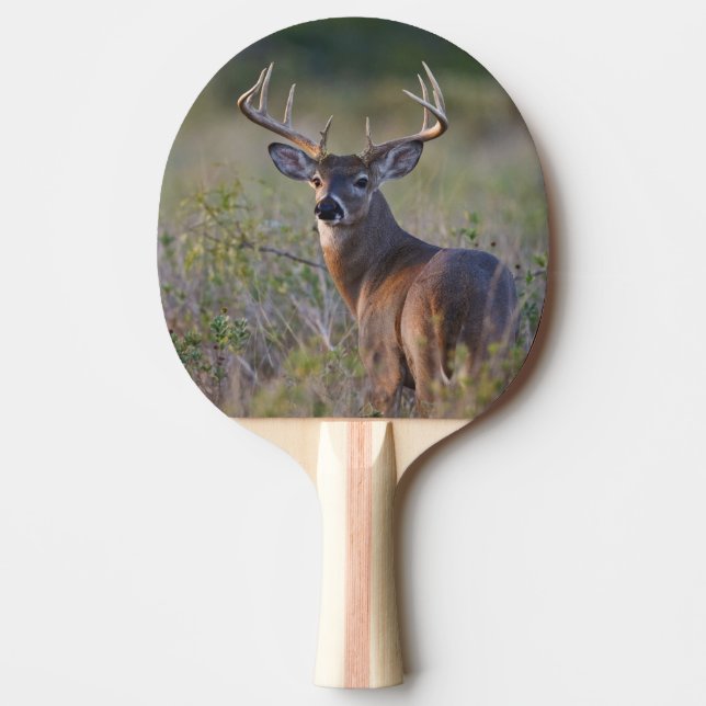 vitsvanshjort Odocoileus virginianus Pingisracket (Framsidan)