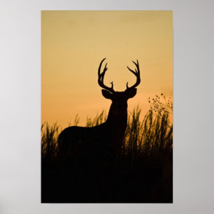 vitsvanshjort Odocoileus virginianus) Poster