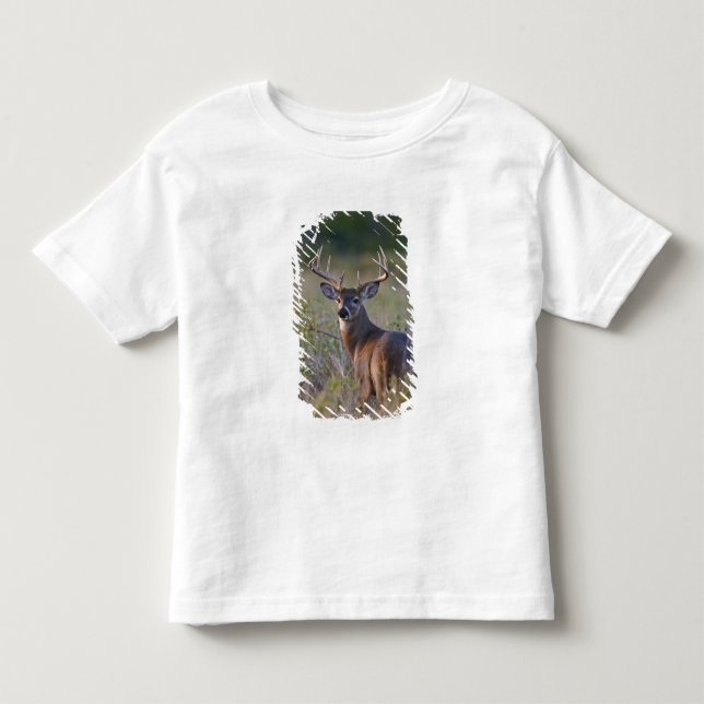 vitsvanshjort Odocoileus virginianus Tee (Framsida)