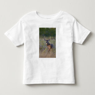vitsvanshjort Odocoileus virginianus Tee