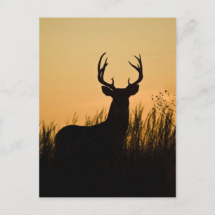 vitsvanshjort Odocoileus virginianus) Vykort