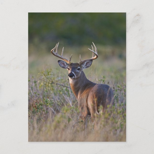 vitsvanshjort Odocoileus virginianus Vykort (Framsida)