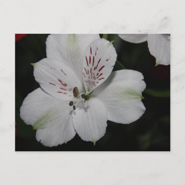 Vitt Alstroemeria-vykort Vykort (Framsida)