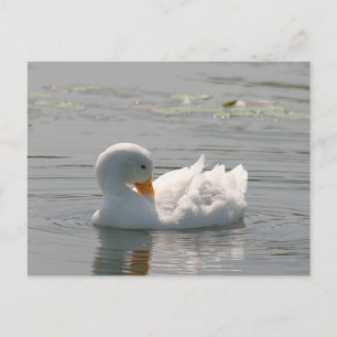 Vitt Anka-fotovykort Vykort