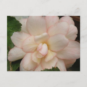 Vitt Begonia Flower-vykort Vykort