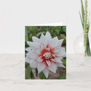 Vitt blankt Dahlia-kort Kort