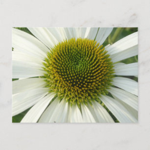 Vitt Blomsterkort Vykort