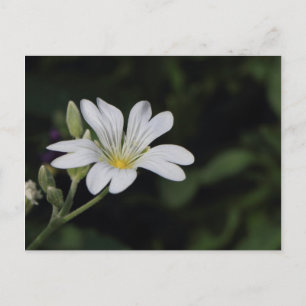 Vitt blomstervykort vykort