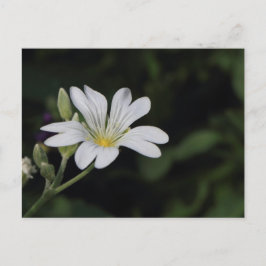 Vitt blomstervykort vykort