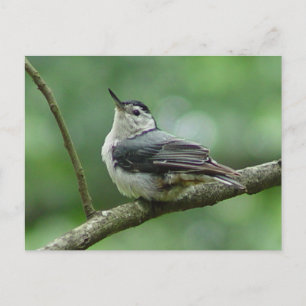 Vitt Brestat nuthatch-vykort 2 Vykort