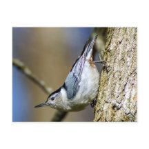 Vitt Brestat nuthatch-vykort