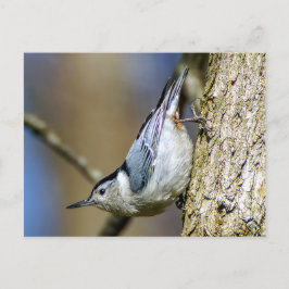 Vitt Brestat nuthatch-vykort Vykort