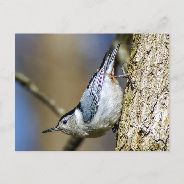 Vitt Brestat nuthatch-vykort Vykort (Framsida)
