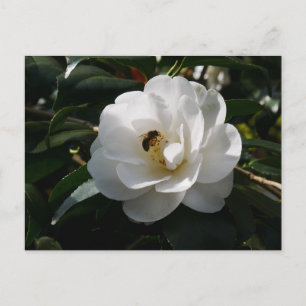 Vitt Camellia Flower vycard Vykort