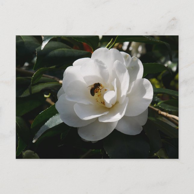 Vitt Camellia Flower vycard Vykort (Framsida)