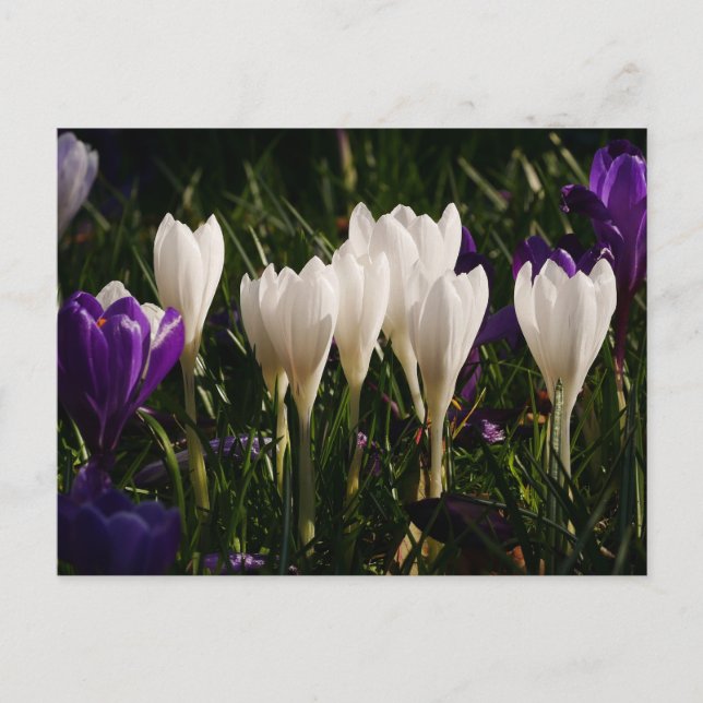 Vitt Crocus Flowers-vykort Vykort (Framsida)