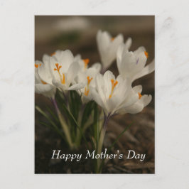 Vitt Crocus Mors dag-vykort Vykort