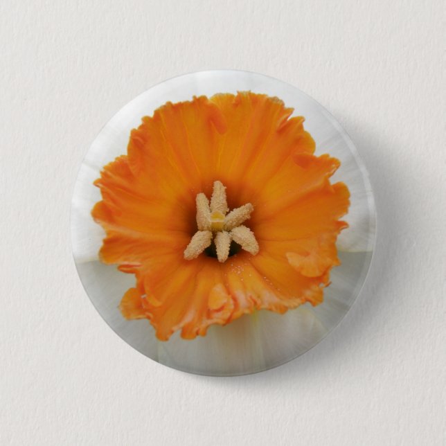 Vitt Daffodil-knapp Knapp (Framsida)
