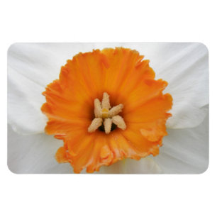 Vitt Daffodil Premium Magnet