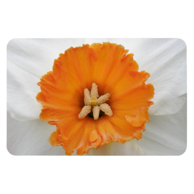 Vitt Daffodil Premium Magnet (Horisontell)