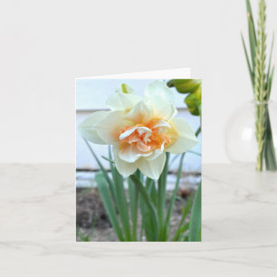 Vitt Daffodilblomfoto Kort