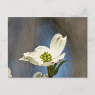 Vitt Dogwood Bloom-kort Vykort