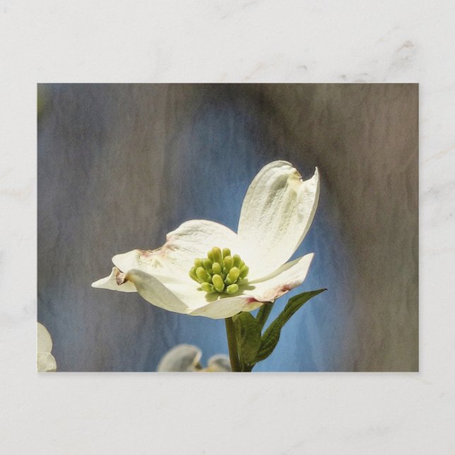 Vitt Dogwood Bloom-kort Vykort (Framsida)