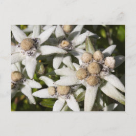 Vitt Edelweiss Blomma Postkort Vykort
