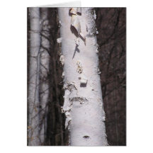 Vitt fågelkort (Betula papyrifera)