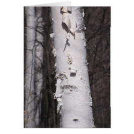 Vitt fågelkort (Betula papyrifera) OBS Kort
