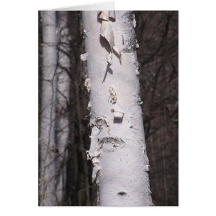 Vitt fågelkort (Betula papyrifera) OBS Kort