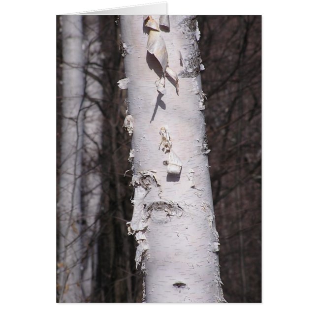 Vitt fågelkort (Betula papyrifera) OBS Kort (Framsidan)