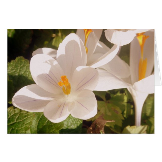 Vitt fläckfritt ljus hälsningskort (Framsidan Horizontal)