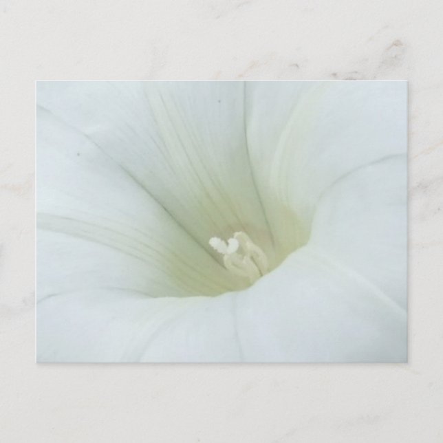 Vitt Flower vykort (Framsida)